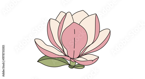 Pink Magnolia Flower Blossom Closeup.