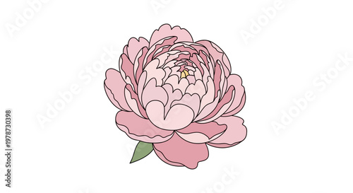 Beautiful Pink Peony Flower Closeup View.