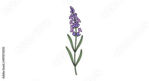 Purple Lavender Flower Closeup View.