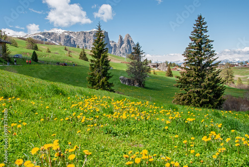 Blooming alpine meadow with yellow wildflowers in Alpe di Siusi, framed by evergreen trees and dramatic Dolomite peaks under a clear blue sky, evoking freshness and serenity.