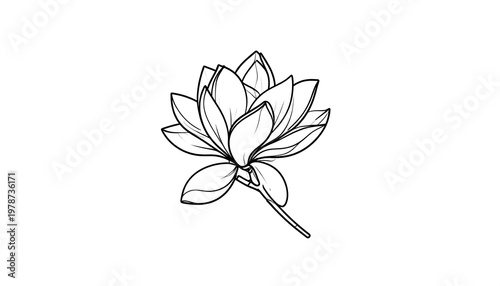 Elegant Black and White Lotus Flower Illustration on White Background.