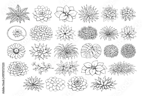 Hand drawn set of succulent plants, tropical leaves and garden flowers vector sketches in line art style