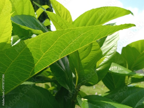 Obraz na plátně The broad, green teak leaves with distinct veins look fresh