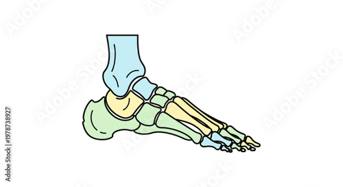 Human Foot Bones Anatomy Structure.