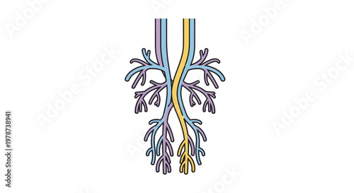 Human Lung Bronchial Tree Anatomy.