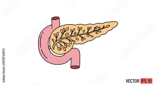Human pancreas organ illustration anatomy.