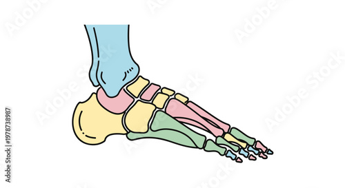 Anatomy of human foot bones structure.