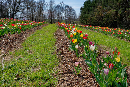 Rows of mixed tulips in bloom