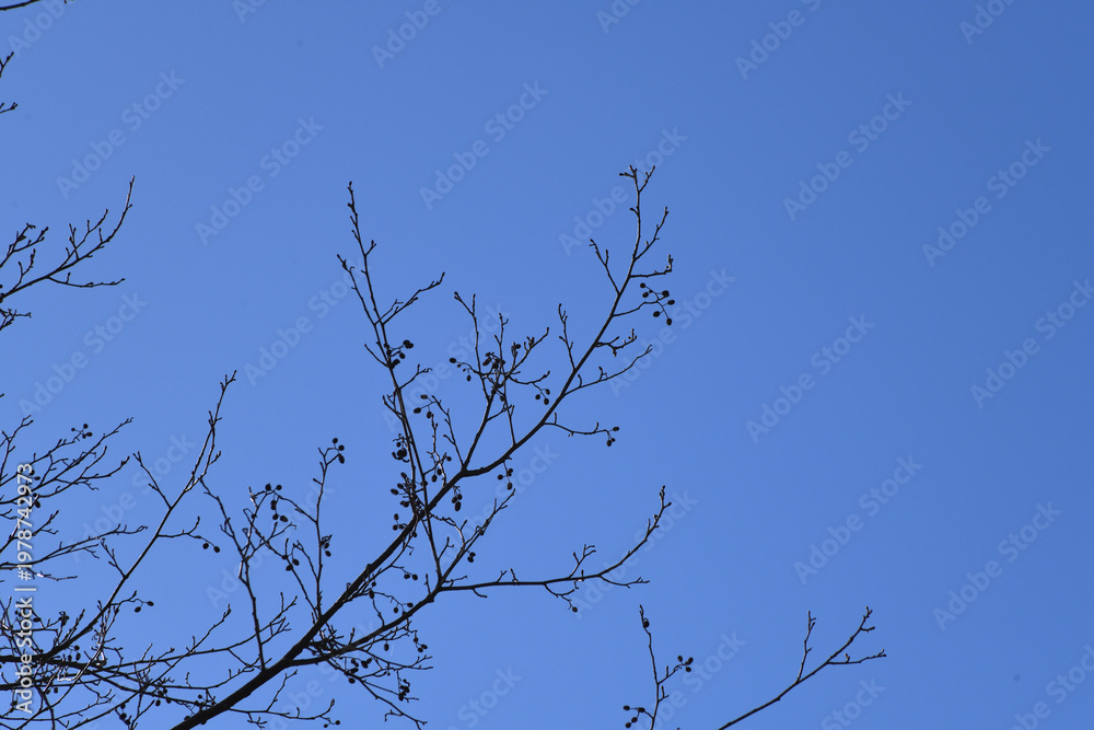 Obraz premium Alder Twigs