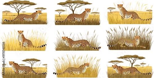 Leopard in savanna vector set wild safari animal grassland scenes africa wildlife illustration collection design
