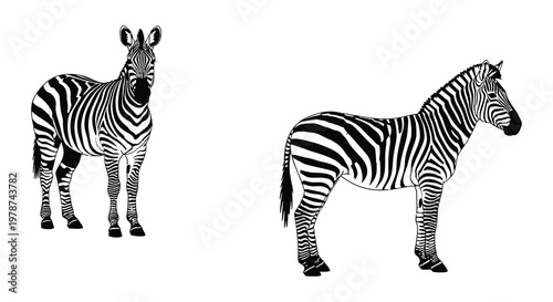 Two zebras in different poses a striking black and white illustration