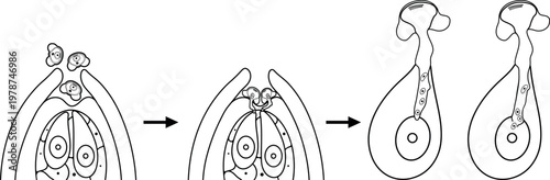Coloring page with stages of pollination and fertilization in spruce