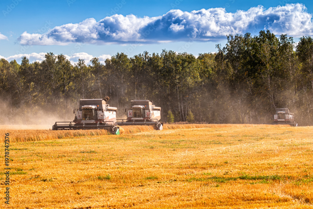 Fototapeta premium Modern combine harvesters working in the field on a clear sunny day