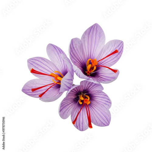 Three saffron flowers isolated on transparent background