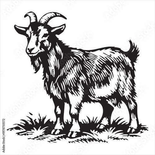 Vintage  black and white  goat vector art , rustic livestock drawing isolated on white.