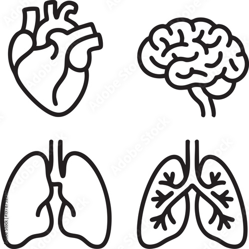 Vector graphic illustration of human heart brain and lungs in simple line art style for medical or educational use instantly.