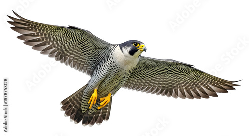 A peregrine falcon in flight isolated on transparent background