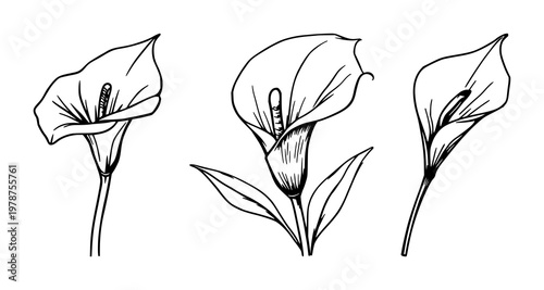 Calla lily set with sketchy line art design featuring flowers, plants, botany with nature and black ink