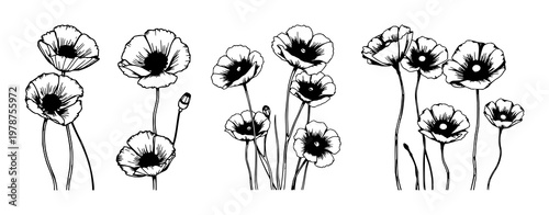 Poppies set with hand‑inked line art with dark, heavy centers against a white background featuring line art, botanical illustration, floral with monochrome and vector