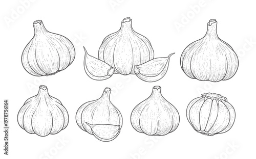 Collection of hand drawn garlic bulbs and cloves in style food ingredient