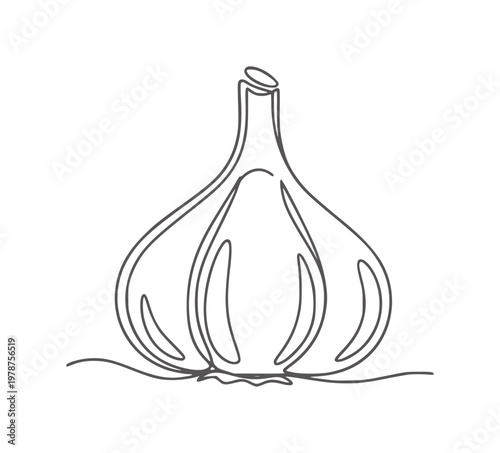 Single line of a garlic bulb white food ingredient cooking