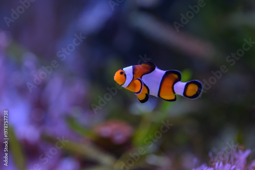 Beautiful clownfish swimming underwater.