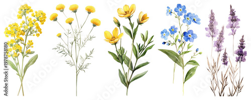 PNG Vintage botanical floral illustration element set on transparent background