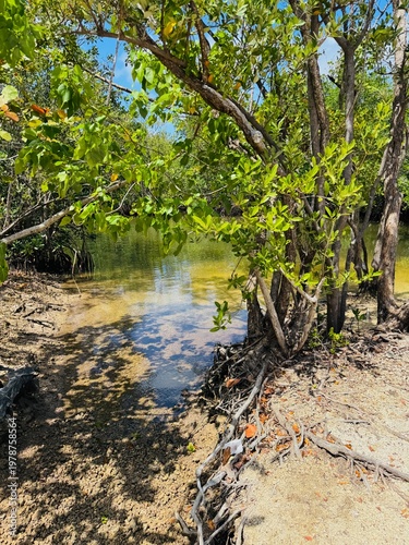 Konstfotografi Beautiful jungle like mangrove forest at Olera River State Park