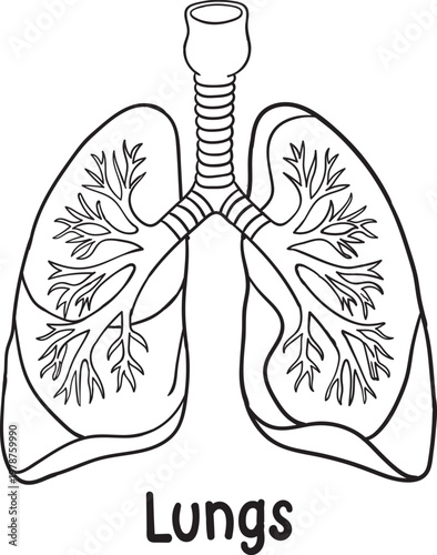 Human Lungs Coloring Page and Respiratory System Anatomy Illustration for Educational Medical Science Learning