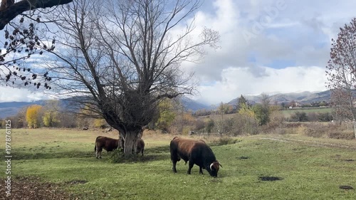 Majestic bulls grazing peacefully in a verdant pasture in the Pyrenees mountains