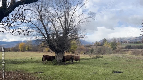 Three brown cows grazing under a large tree in a green field with mountains in the background