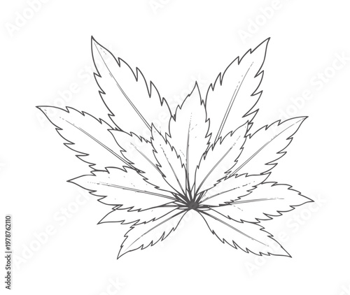 Hand drawn of a leaf with jagged edges outline plant botanical nature