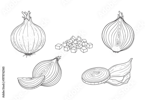 Hand drawn of whole and sliced onions with diced pieces food vegetable ingredient