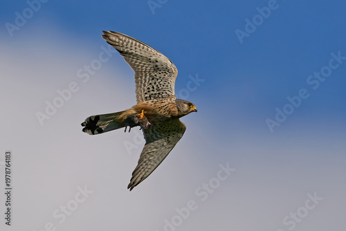 Common kestrel (Falco tinnunculus)