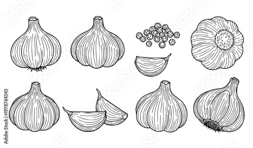 Hand drawn garlic outline set bulbs cloves and peppercorns vector isolated on white background
