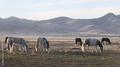 Herd of Wild Horses in Springtime in the Utah Dessert