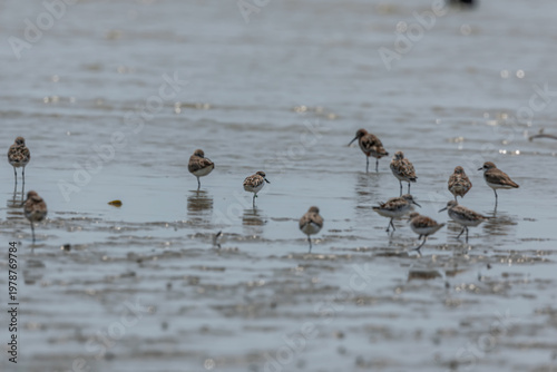 Spoon-billed Sandpiper (Calidris pygmaea) at Patibunia Beach, West Bengal. India