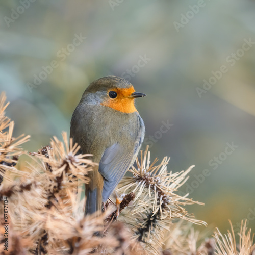European robin sitting on a dried out conifer tree
