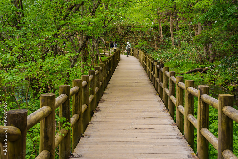Fototapeta premium Scenic wooden walkway through a vibrant green forest landscape