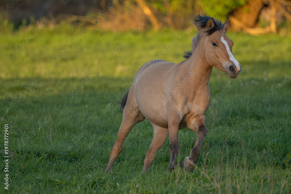Obraz premium Horses moving at sunset in field