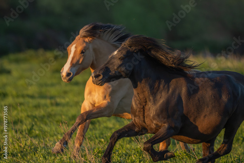 Horses moving at sunset in field