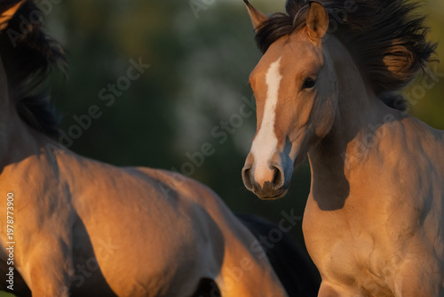 Horses moving at sunset in field