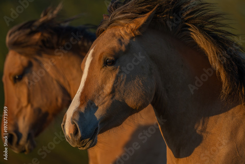 Horses moving at sunset in field