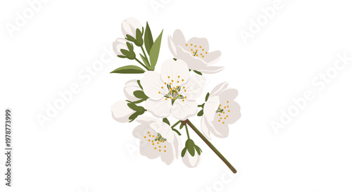Delicate white fruit tree blossoms with golden anthers and small green buds are arranged artistically along a slender brown branch on a white surface.