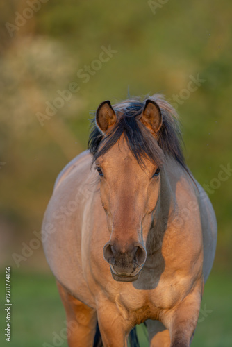 Horse stands in front of field in late afternoon in warm light