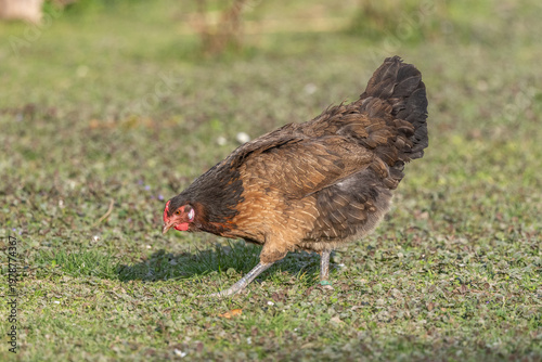 Hen with beautiful brown plumage walking on grass looking for food during day