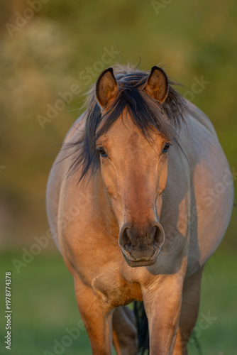 Horse stands in front of field in late afternoon in warm light