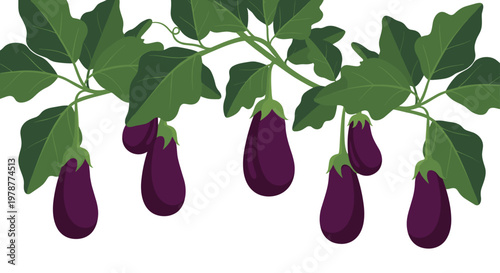 Multiple deep purple eggplants are suspended from a complex branching green vine system featuring dense foliage and delicate curling tendrils on a white surface.
