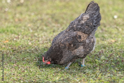 Hen with beautiful grey plumage walking on grass looking for food during day
