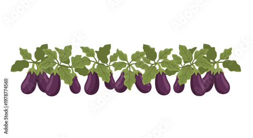 A long horizontal row of ripe dark purple eggplants hangs gracefully from a thick green vine adorned with large textured leaves against a white background.